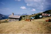 chapelle de Geneuil avec vaches tarines de Benoit Pannetier 